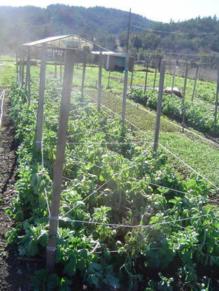 Fava beans staked and supported with an X of twine as described above.